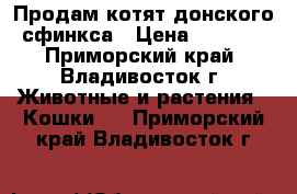 Продам котят донского сфинкса › Цена ­ 7 000 - Приморский край, Владивосток г. Животные и растения » Кошки   . Приморский край,Владивосток г.